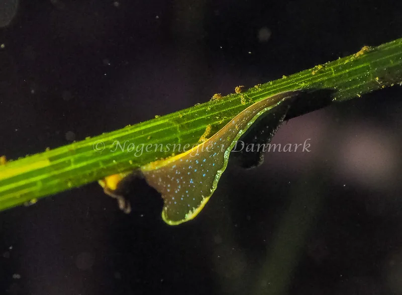 Elysia viridis - Kollund Lillestrand - Foto: Jens Egon Jørgensen