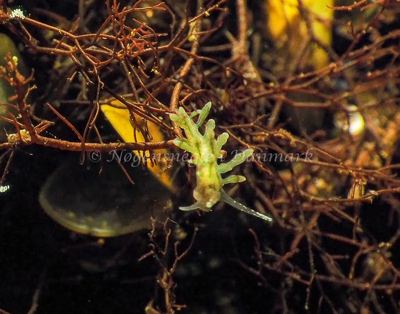 Eubranchus rupium - Kollund Lillestrand - Foto: Jens Egon Jørgensen