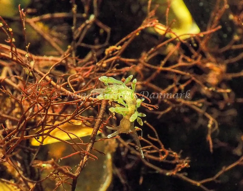 Eubranchus rupium - Kollund Lillestrand - Foto: Jens Egon Jørgensen