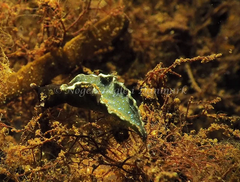 Elysia viridis - Kollund Lillestrand - Foto: Jens Egon Jørgensen