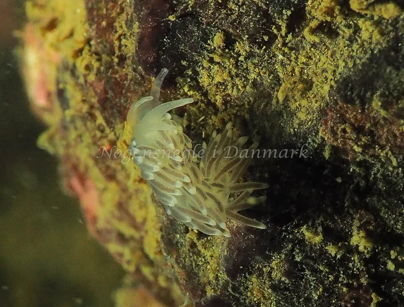 Cuthonella concinna - Lyngsbo Strand - Foto: Jens Egon Jørgensen