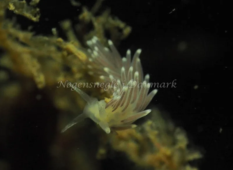 Cuthonella concinna - Lyngsbo Strand - Foto: Jens Egon Jørgensen