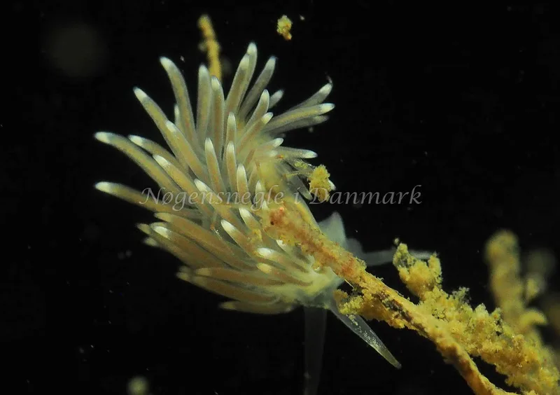 Cuthonella concinna - Lyngsbo Strand - Foto: Jens Egon Jørgensen