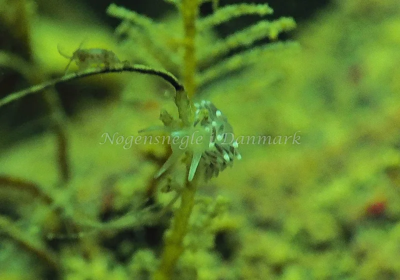 Cuthonella concinna - Lyngsbo Strand - Foto: Jens Egon Jørgensen