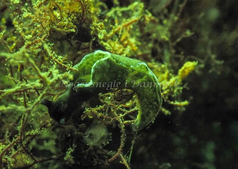 Elysia viridis - Kollund Lillestrand - Foto: Jens Egon Jørgensen