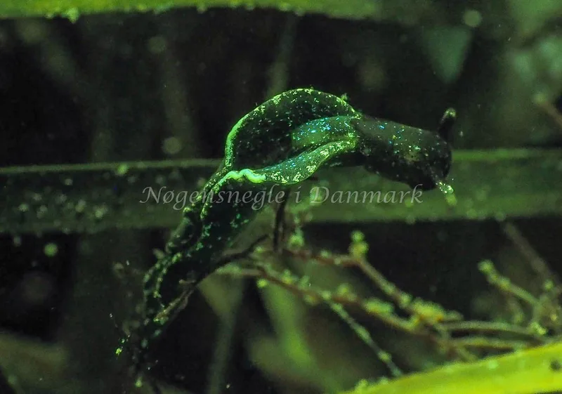 Elysia viridis - Kollund Lillestrand - Foto: Jens Egon Jørgensen