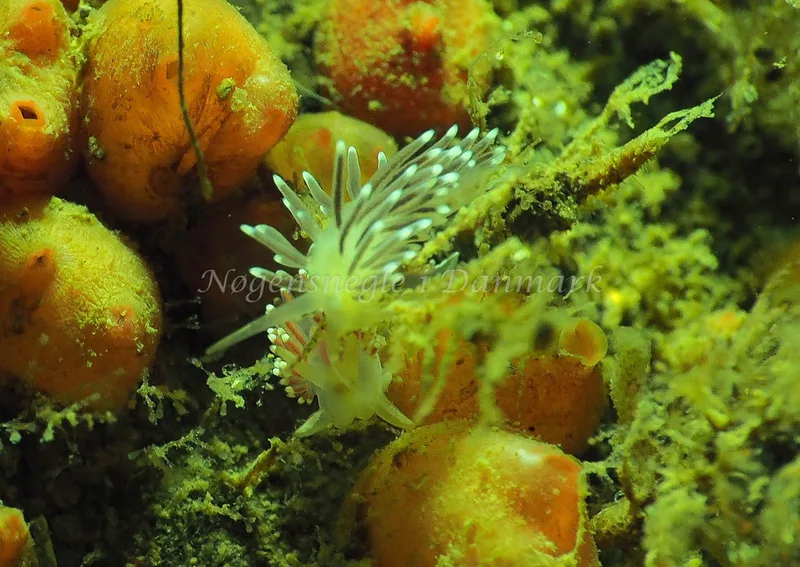 Cuthonella concinna - Ammoniakhavnen - Foto: Jens Egon Jørgensen
