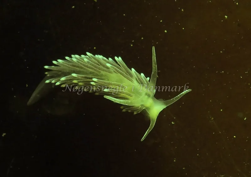 Cuthonella concinna - Ammoniakhavnen - Foto: Jens Egon Jørgensen