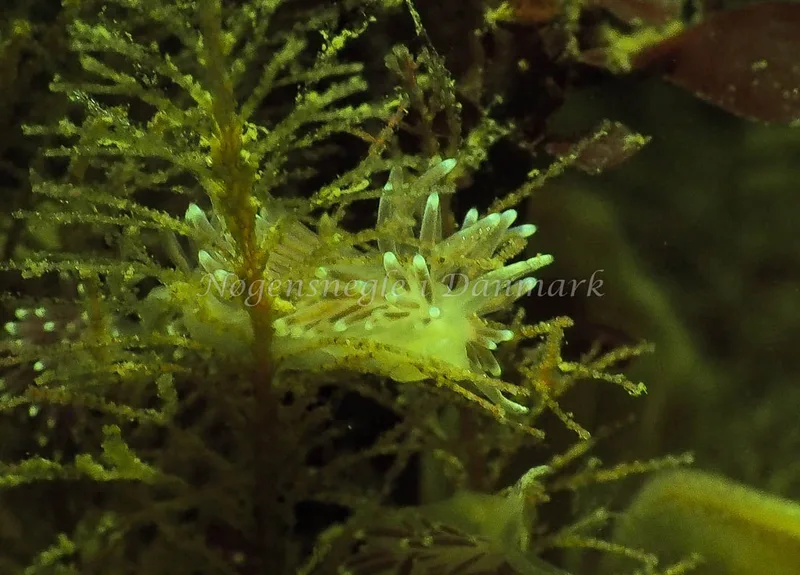 Cuthonella concinna - Ammoniakhavnen - Foto: Jens Egon Jørgensen