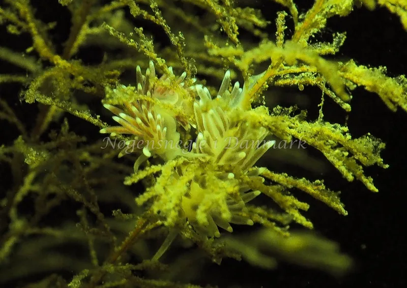 Cuthonella concinna - Ammoniakhavnen - Foto: Jens Egon Jørgensen