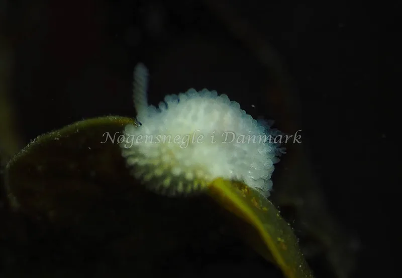 Onchidoris muricata - Lyngsbo Strand - Foto: Jens Egon Jørgensen