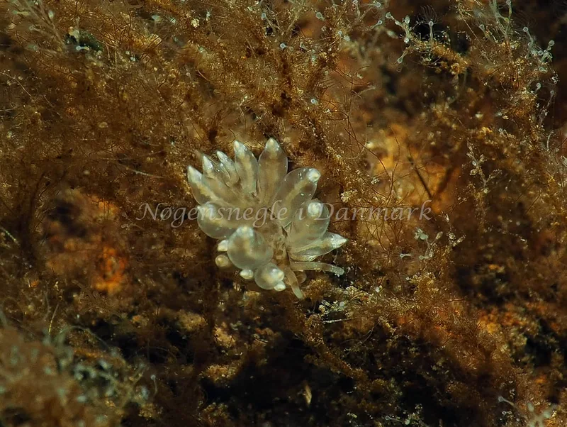 Amphorina viriola - Kollund Lillestrand - Foto: Jens Egon Jørgensen