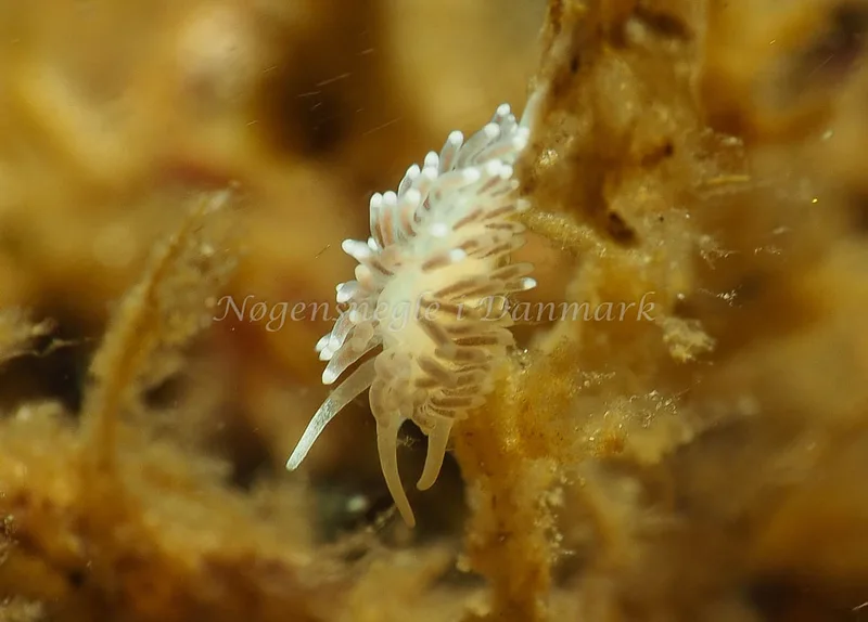 Cuthonella concinna - Lyngsbo Strand - Foto: Jens Egon Jørgensen