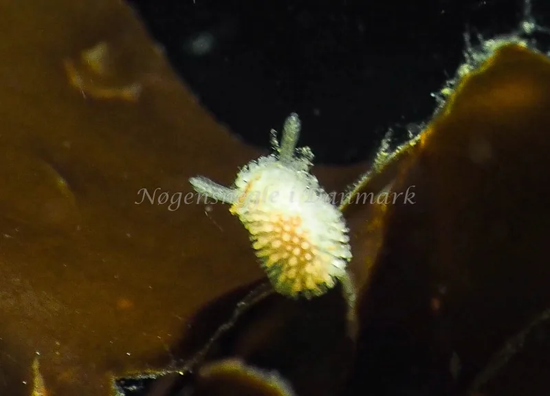 Onchidoris muricata - Lyngsbo Strand - Foto: Jens Egon Jørgensen