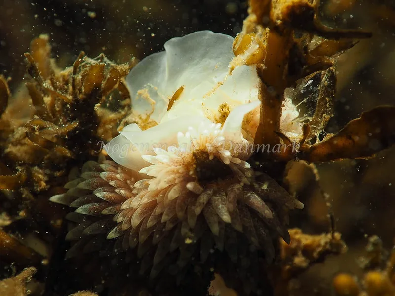Aeolidia papillosa - Lyngsbo Strand - Foto: Jens Egon Jørgensen