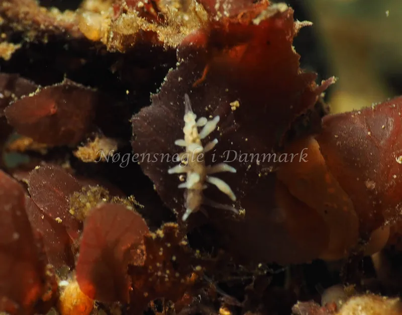 Eubranchus rupium - Lyngsbo Strand - Foto: Jens Egon Jørgensen