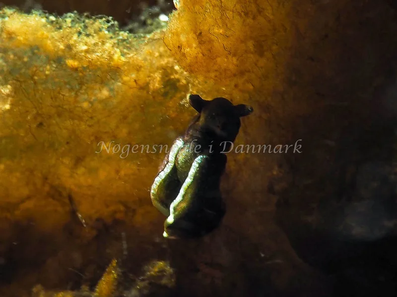 Elysia viridis - Kollund Lillestrand - Foto: Jens Egon Jørgensen