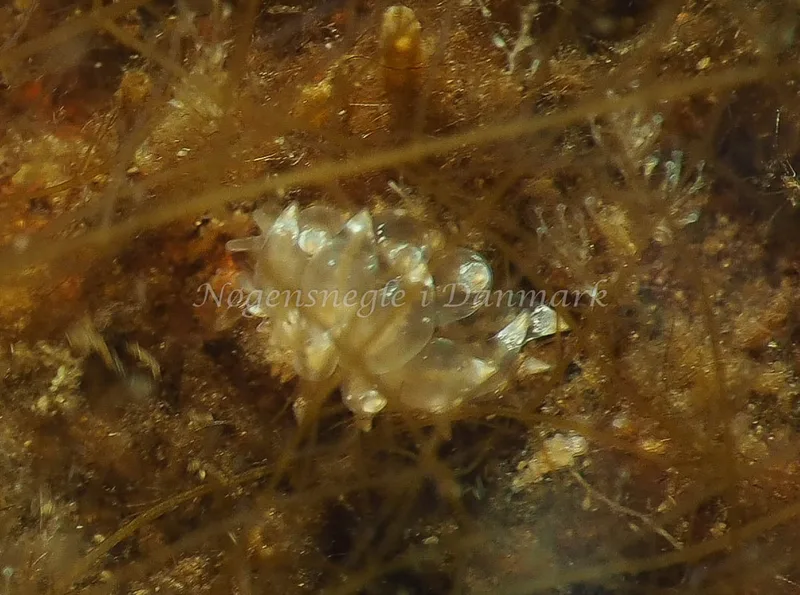 Amphorina viriola - Kollund Lillestrand - Foto: Jens Egon Jørgensen