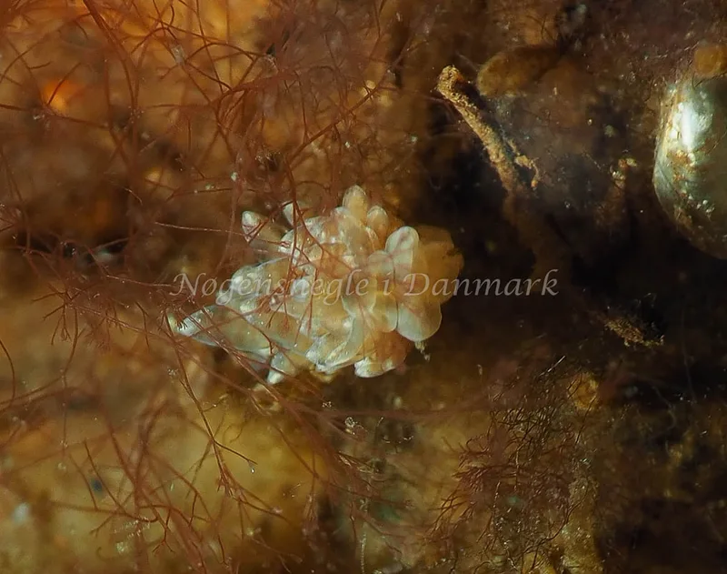 Amphorina viriola - Kollund Lillestrand - Foto: Jens Egon Jørgensen