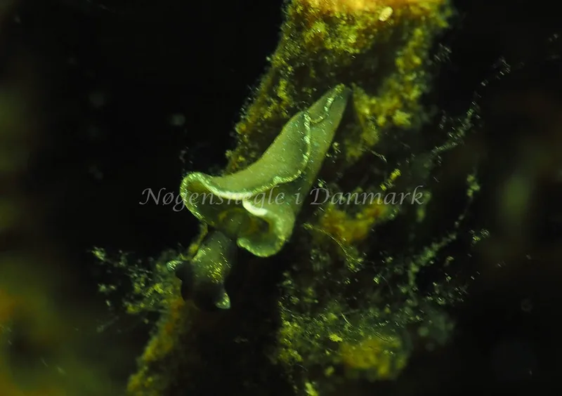Elysia viridis - Kollund Lillestrand - Foto: Jens Egon Jørgensen