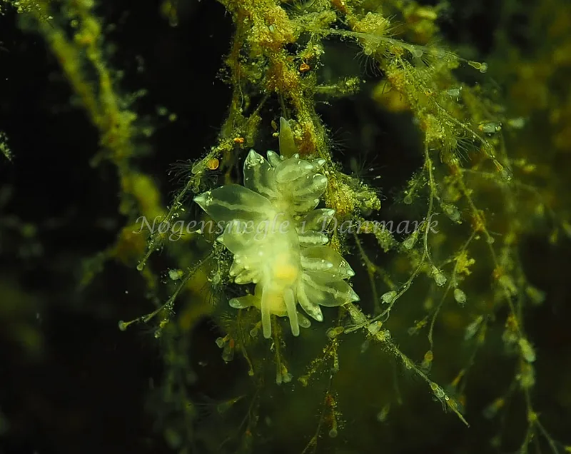 Amphorina viriola - Teglværkshavnen - Foto: Jens Egon Jørgensen