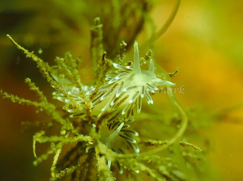 Cuthonella concinna - Lyngsbo Strand - Foto: Jens Egon Jørgensen