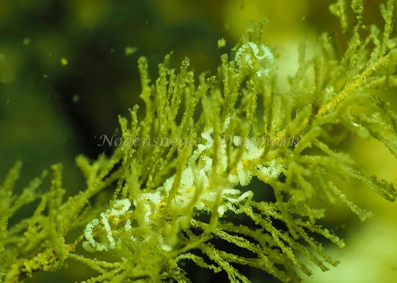 Cuthonella concinna - Lyngsbo Strand - Foto: Jens Egon Jørgensen