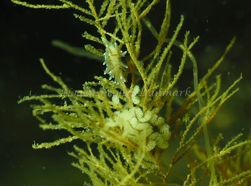 Cuthonella concinna - Lyngsbo Strand - Foto: Jens Egon Jørgensen