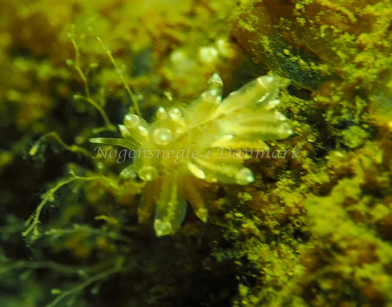 Amphorina viriola - Kollund Lillestrand - Foto: Jens Egon Jørgensen