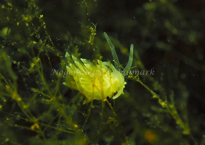 Amphorina sp. - Kollund Lillestrand - Foto: Jens Egon Jørgensen