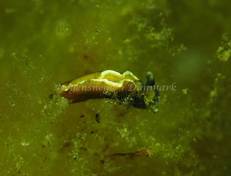 Elysia viridis - Kollund Lillestrand - Foto: Jens Egon Jørgensen