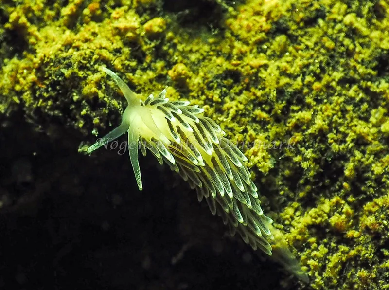 Cuthonella concinna - Ammoniakhavnen - Foto: Jens Egon Jørgensen