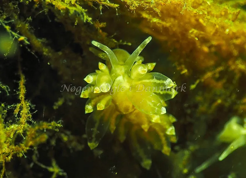 Amphorina viriola - Kollund Lillestrand - Foto: Jens Egon Jørgensen