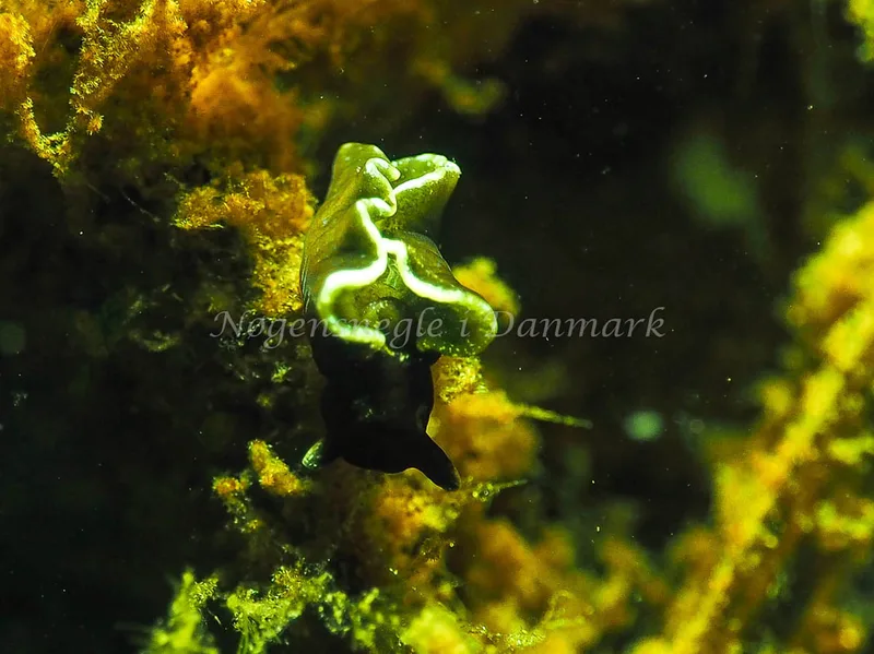 Elysia viridis - Kollund Lillestrand - Foto: Jens Egon Jørgensen