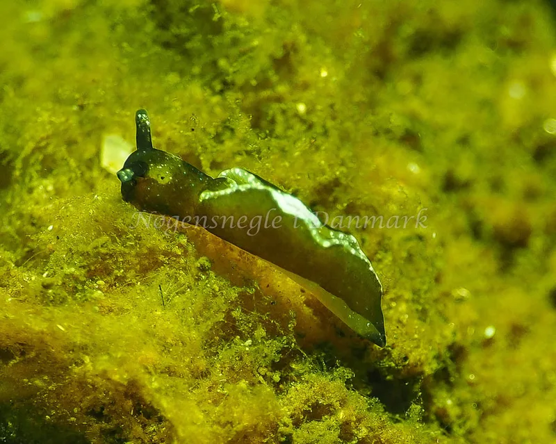 Elysia viridis - Kollund Lillestrand - Foto: Jens Egon Jørgensen