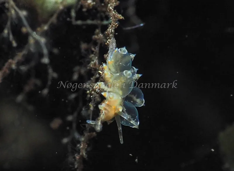 Amphorina viriola - Kollund Lillestrand - Foto: Jens Egon Jørgensen
