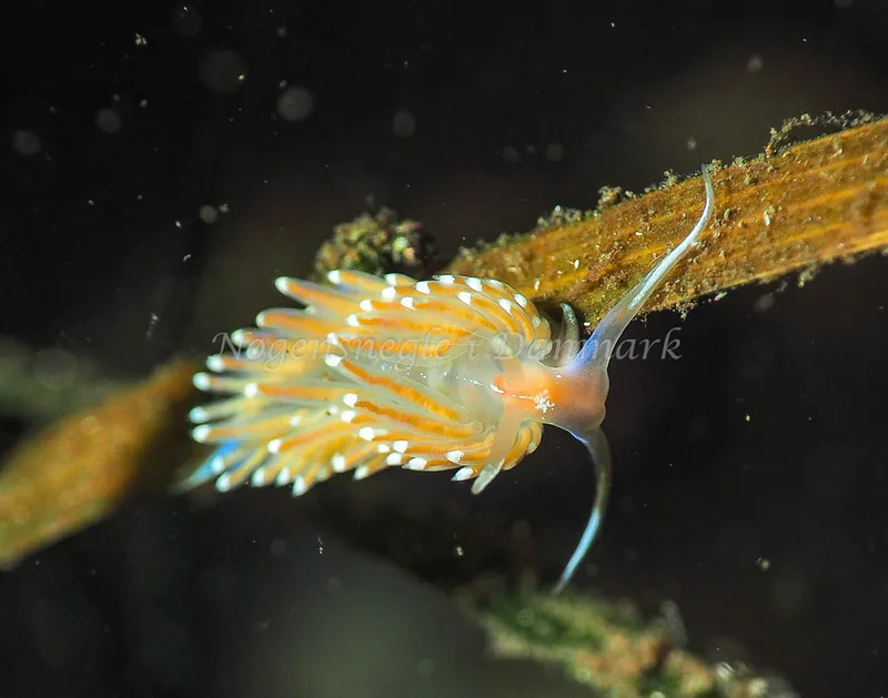 Facelina bostoniensis - Kollund Lillestrand - Foto: Jens Egon Jørgensen