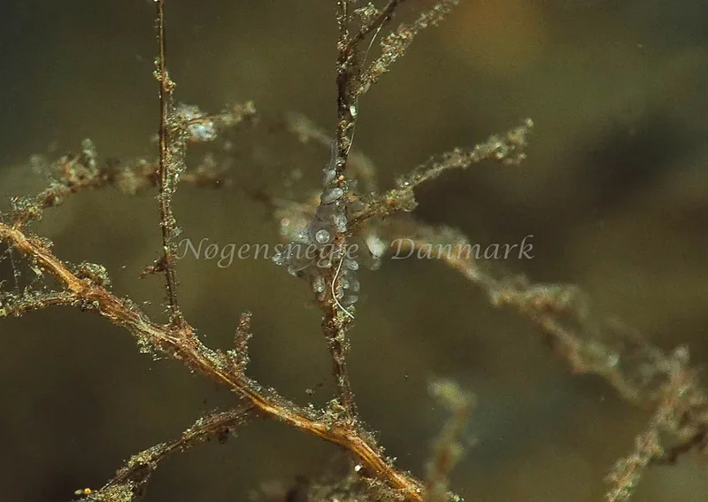 Amphorina viriola - Kollund Lillestrand - Foto: Jens Egon Jørgensen