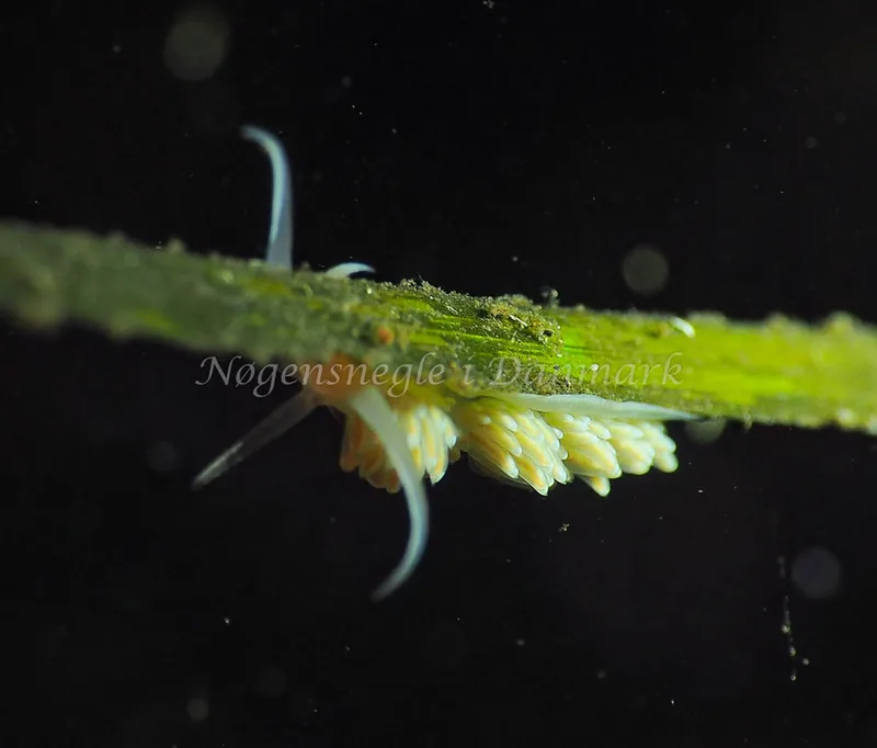 Facelina bostoniensis - Kollund Lillestrand - Foto: Jens Egon Jørgensen