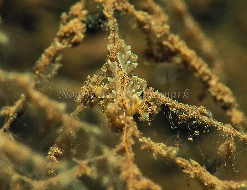 Amphorina viriola - Kollund Lillestrand - Foto: Jens Egon Jørgensen