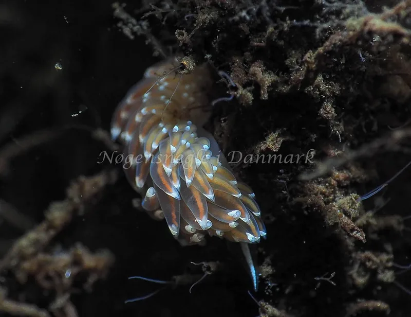 Facelina bostoniensis - Kollund Lillestrand - Foto: Jens Egon Jørgensen