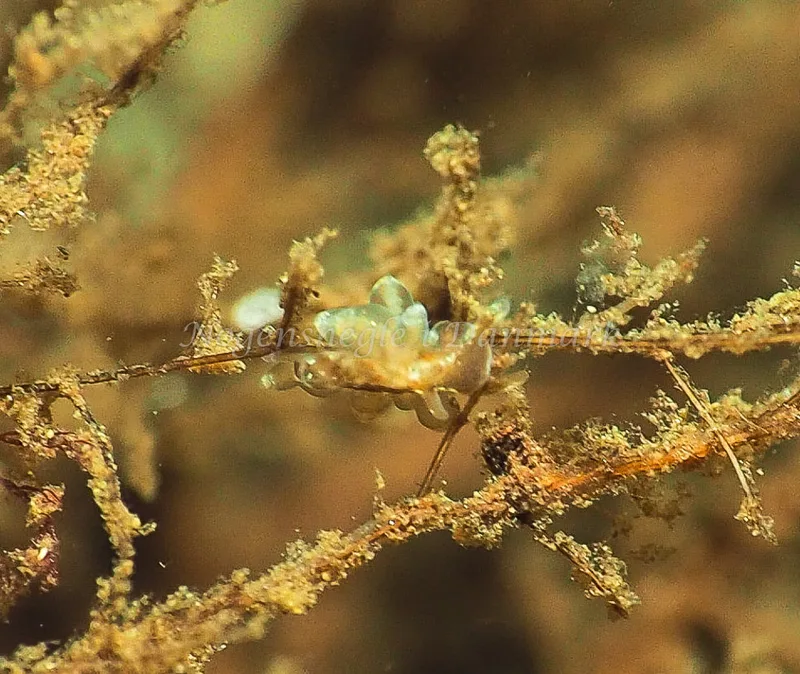 Amphorina viriola - Kollund Lillestrand - Foto: Jens Egon Jørgensen