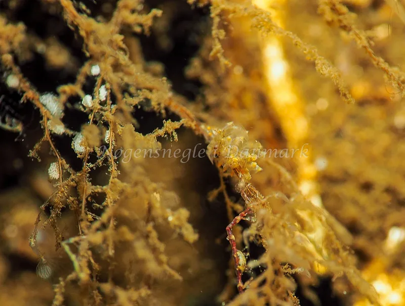 Amphorina viriola - Kollund Lillestrand - Foto: Jens Egon Jørgensen