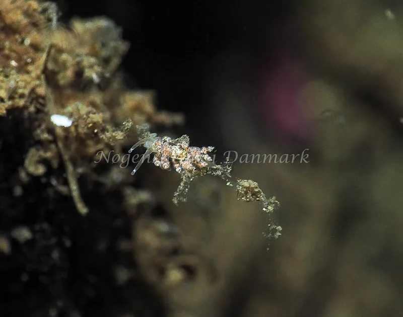 Eubranchus exiguus - Kollund Lillestrand - Foto: Jens Egon Jørgensen