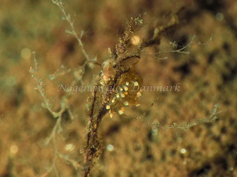 Amphorina viriola - Kollund Lillestrand - Foto: Jens Egon Jørgensen