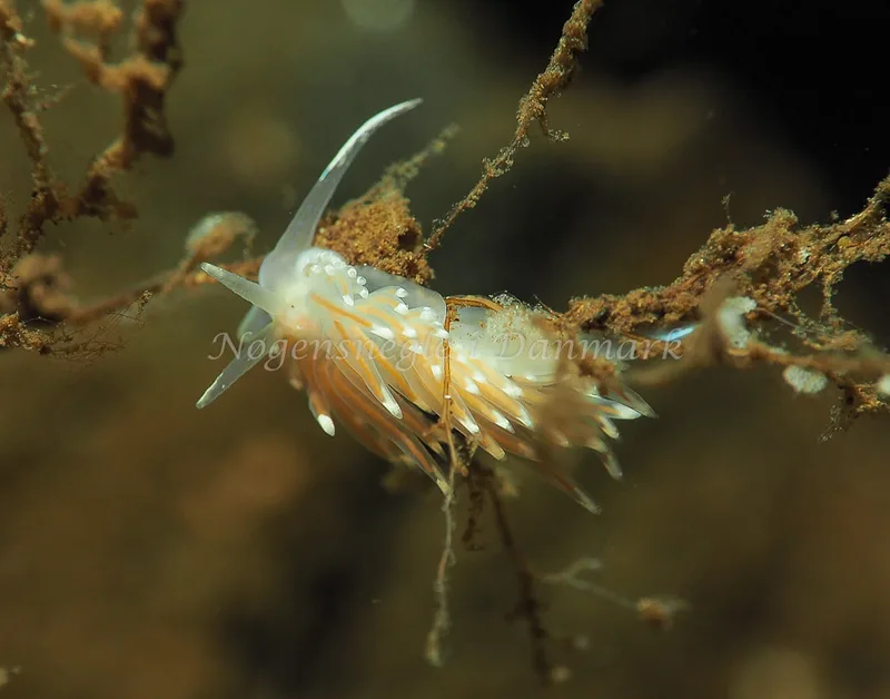 Facelina bostoniensis - Kollund Lillestrand - Foto: Jens Egon Jørgensen