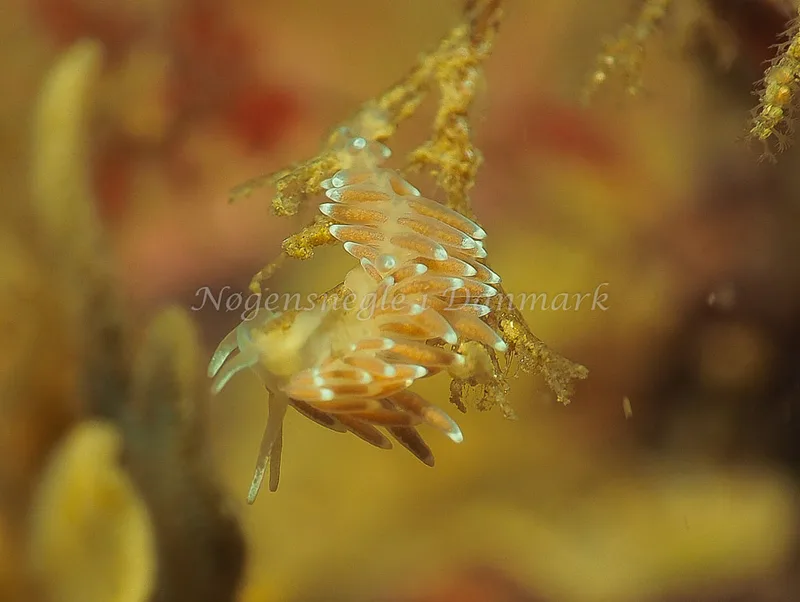 Cuthonella concinna - Ammoniakhavnen - Foto: Jens Egon Jørgensen