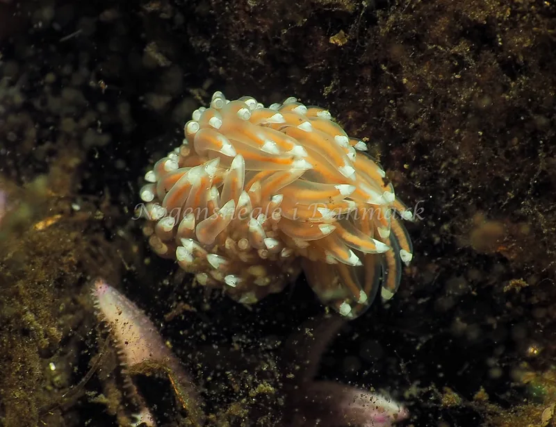 Facelina bostoniensis - Kollund Lillestrand - Foto: Jens Egon Jørgensen