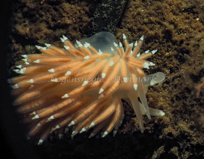 Coryphella verrucosa - Kollund Lillestrand - Foto: Jens Egon Jørgensen