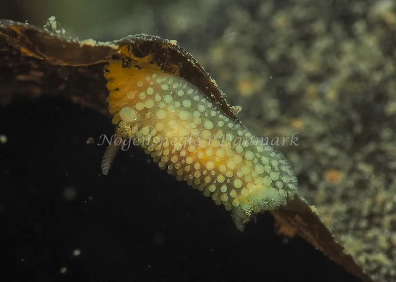 ​Onchidoris muricata  - Ammoniakhavnen - Foto: Jens Egon Jørgensen
